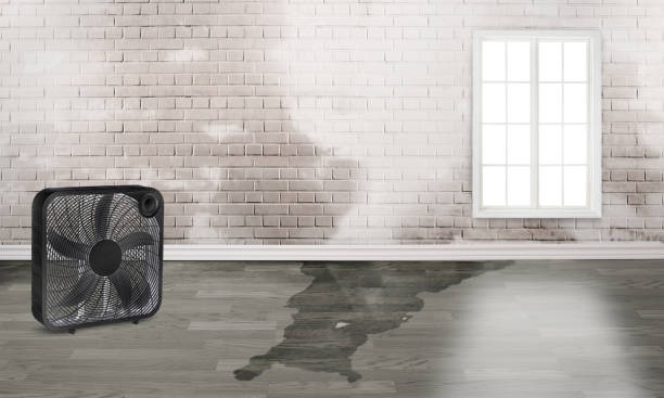 Best Water damage cleanup near me  in Crescent Springs, KY